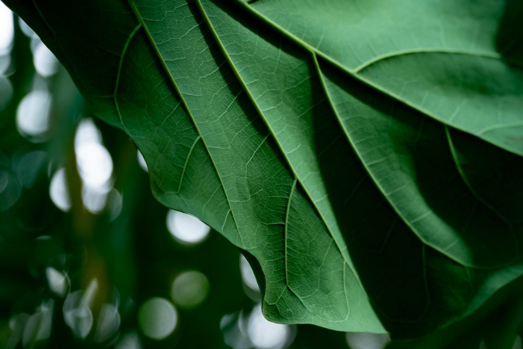 Detailed close-up of a lush green leaf showing natural texture and veining in a botanical setting.